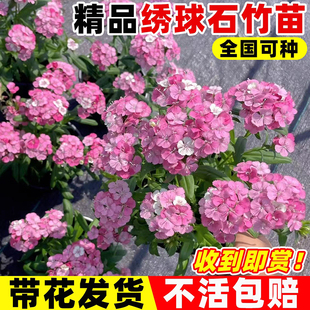 绣球石竹盆栽霹雳石竹花苗阳台庭院耐寒热耐冻露天植物多年生花卉