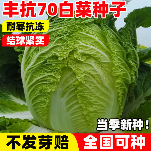 丰抗70白菜种子黄心白菜籽山东白