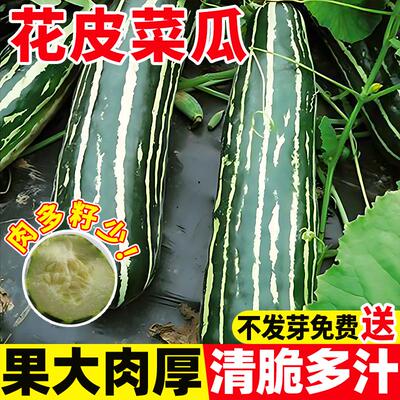 花皮菜瓜种子绿酥香脆甜孑