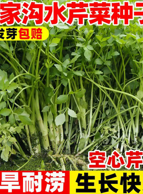 马家沟水芹菜种子农家阳台庭院盆栽野生芹菜种籽绿色营养蔬菜秧苗