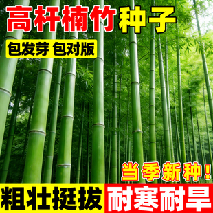 楠竹种子庭院大型毛竹苗四季种植刚竹雷竹可食用紫竹黄竹笋种籽孑