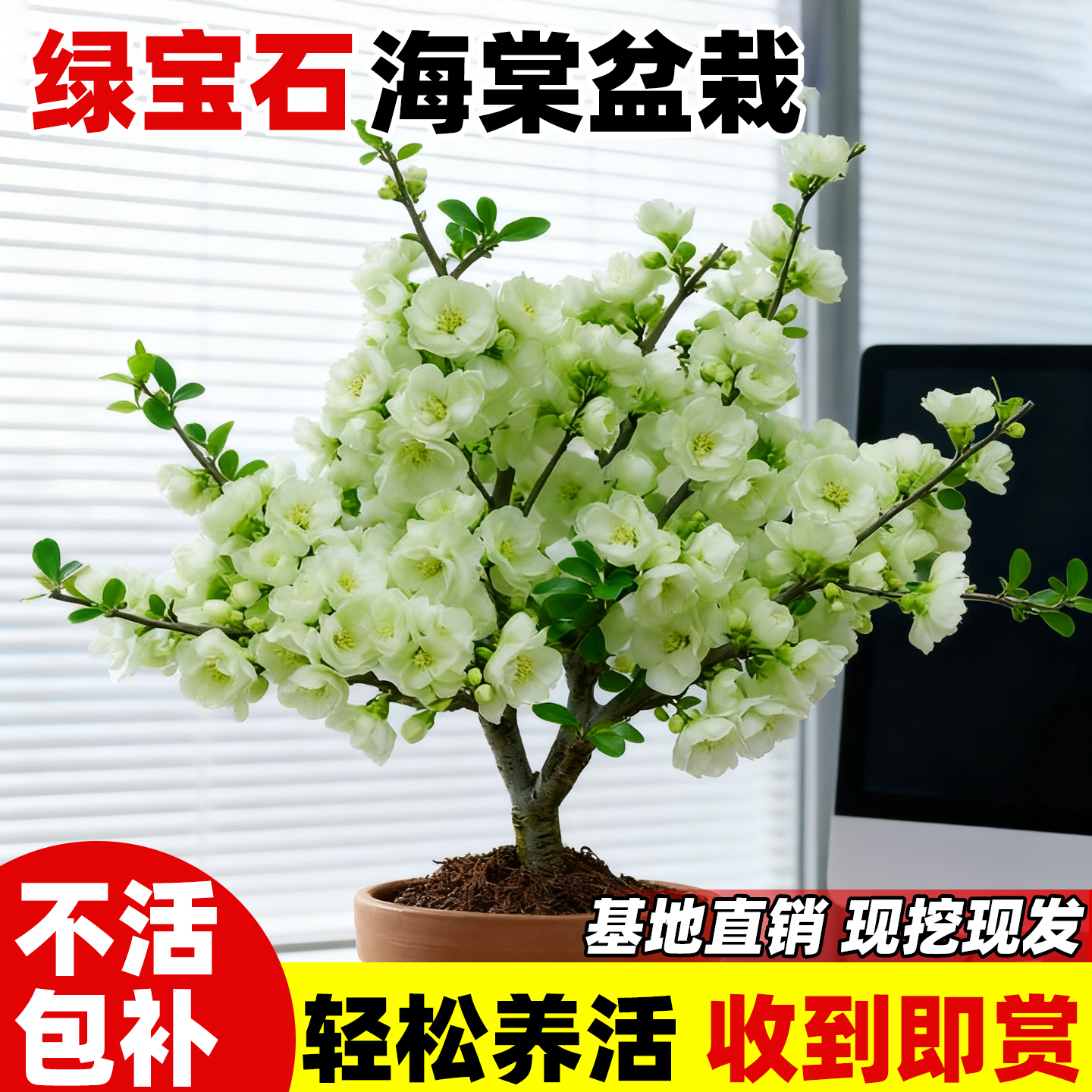 绿宝石海棠花盆栽树苗四季易活