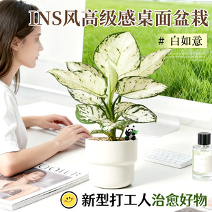 白如意绿植皇后竹芋四季观叶懒人植物室内工位高级感小盆栽好养活
