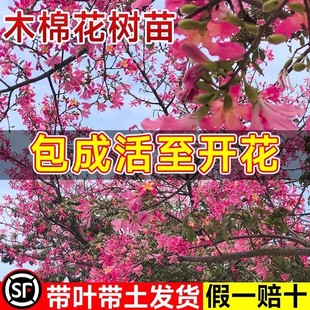 木棉花树苗红花美丽木棉庭院盆栽地栽大腹老桩苗木四季风景树植物