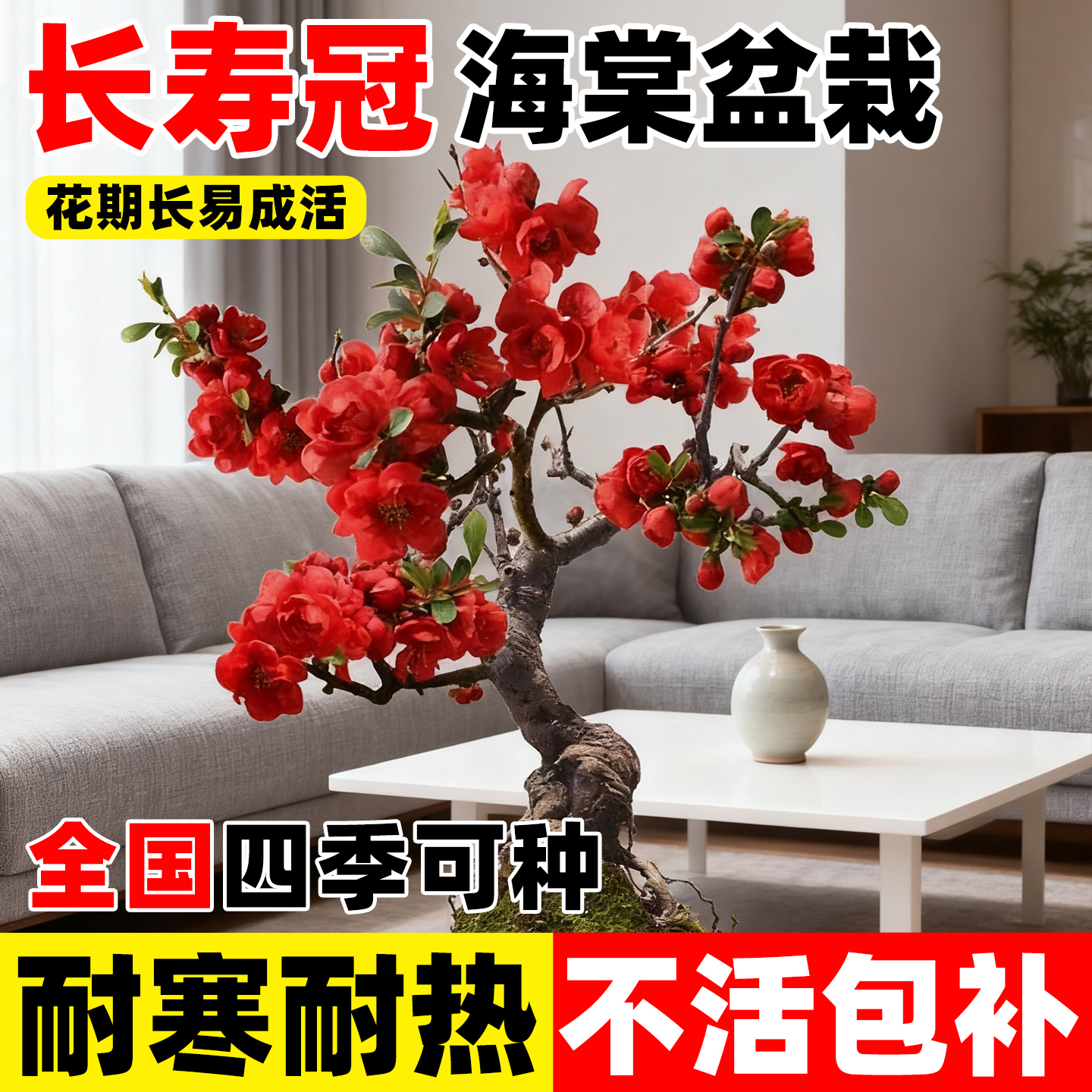 海棠花盆栽室外庭院植物好养活