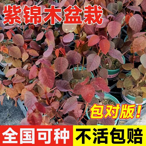 紫锦木成品盆栽苗红乌桕室内外花
