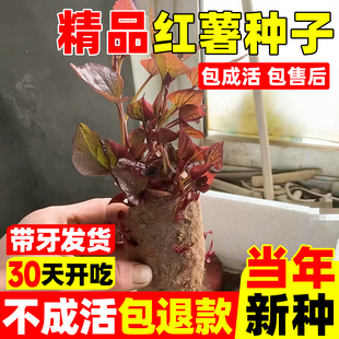 蜜薯种苗专用带芽发货红皮红心大根块红薯种番薯种西瓜红红苕育苗