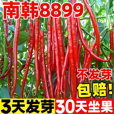 线椒种籽辣苗秧薄皮杭子阳