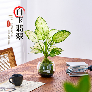 白如意盆栽办公室内绿植工位桌面懒人好养皇后观叶苔藓球水培植物