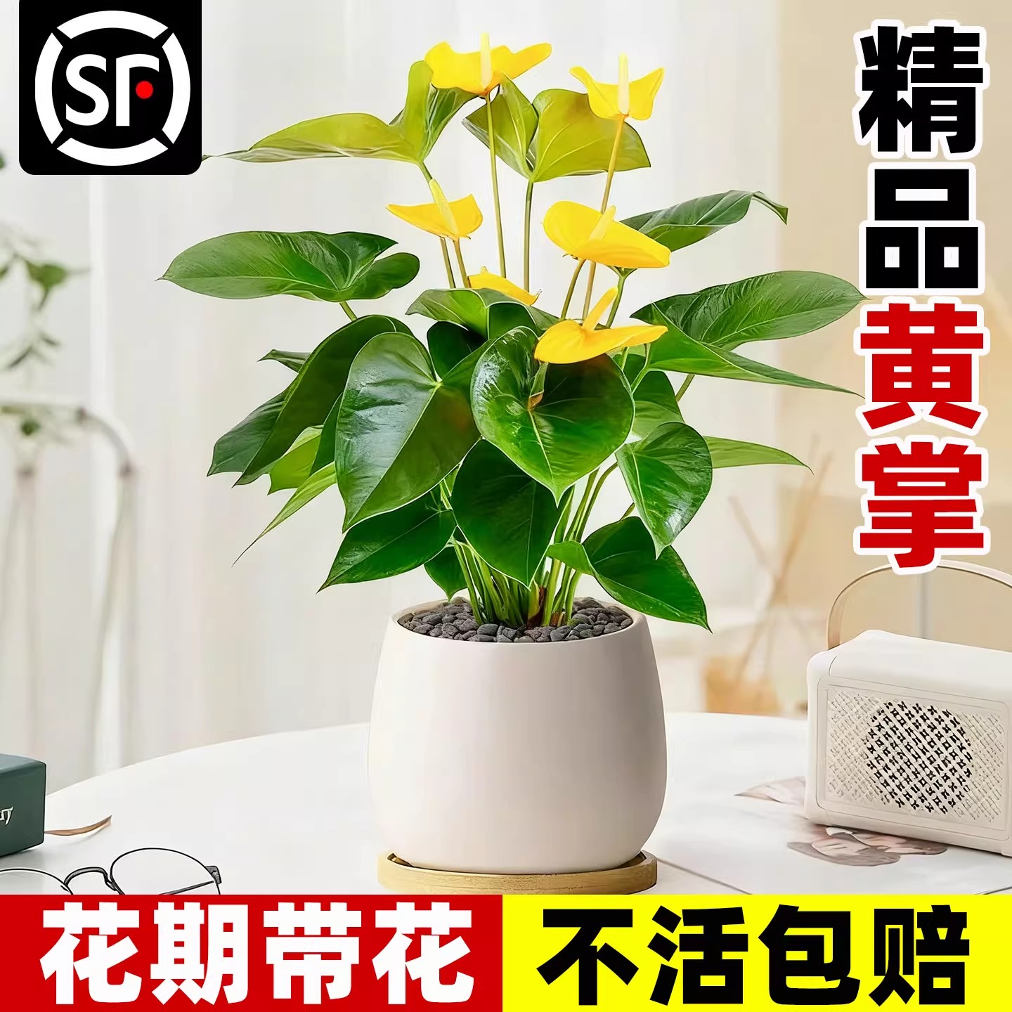 黄掌绿掌婉尼拉水培好养活绿植彩掌客厅办公室内白掌花卉耐阴盆栽