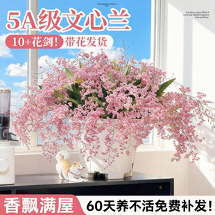 文心兰盆栽香水梦香兰兰花耐寒绿植秋冬带花苞室内阳台开花卉植物