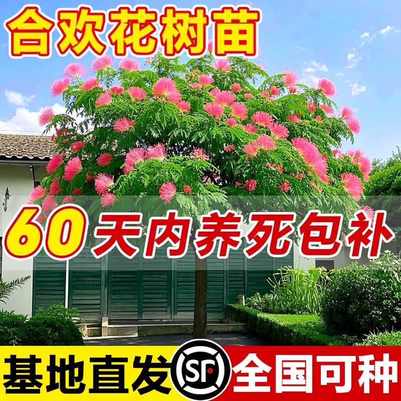 合欢花树苗风景大树庭院室外耐寒