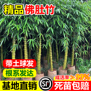 罗汉竹苗带土庭院观赏竹佛肚竹黄金竹子苗真树苗造景四季常青盆栽
