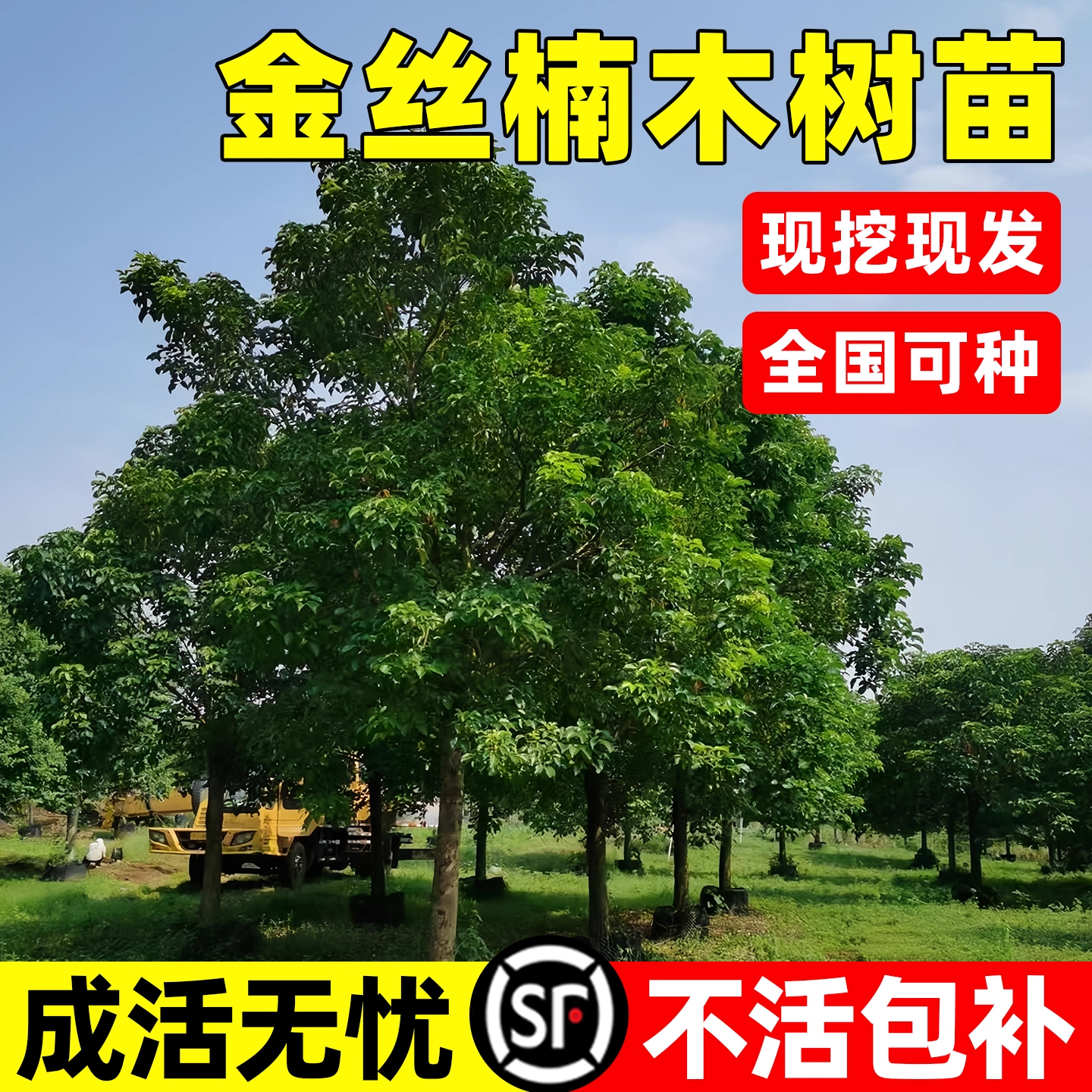 正宗金丝楠木树苗名贵庭院常青小