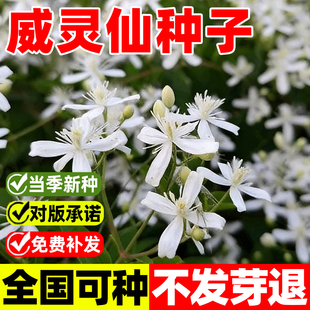 威灵仙种子多年生中药材种苗铁脚灵仙种籽四季种植易活可观赏食用