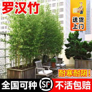 罗汉竹苗盆栽罗汉竹子苗四季常青庭院绿化造景观赏竹苗带土黄金竹