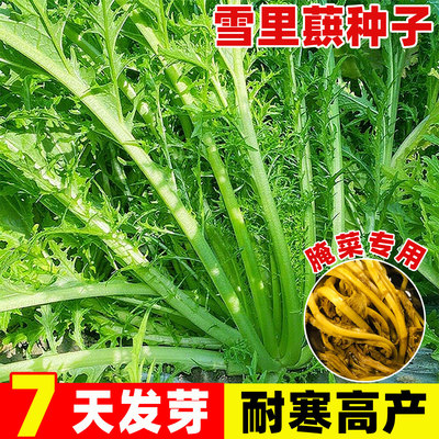 细叶雪里蕻种子京水菜腌菜雪菜籽