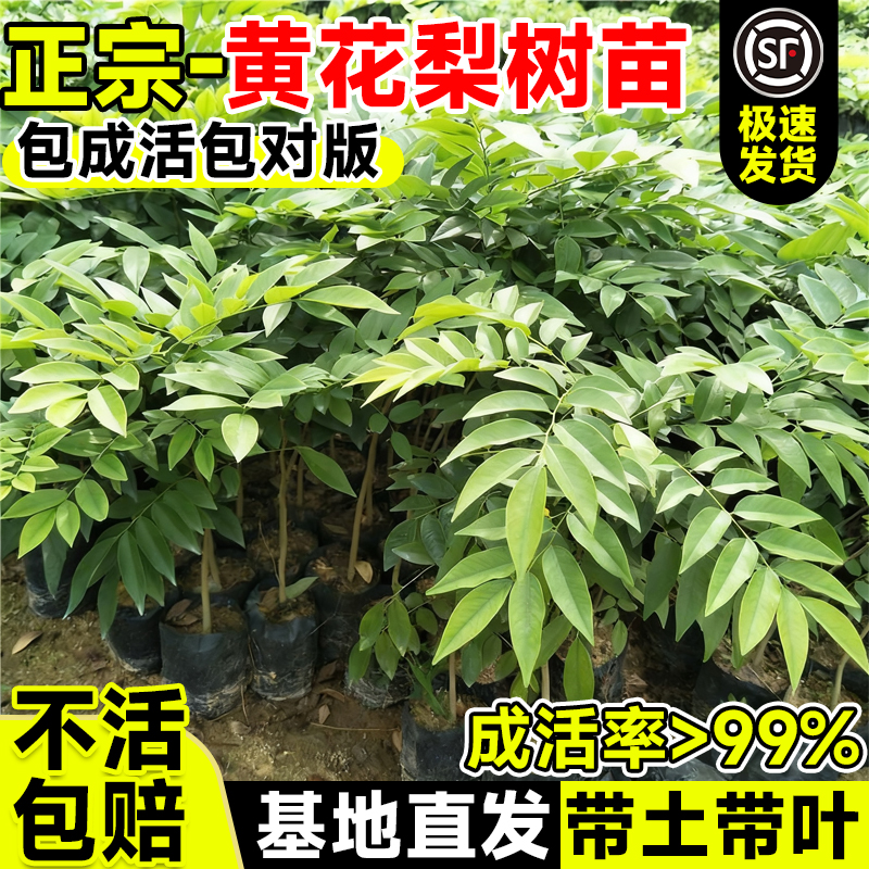 黄花梨树苗正宗名贵苗木小叶紫檀