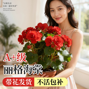 丽格海棠花盆栽玻璃海棠室内阳台重瓣大花带花苞开花不断玫瑰花卉