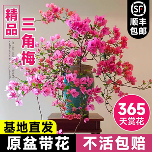 三角梅花树苗盆栽带花四季易活重瓣老桩爬藤大漳红樱室内阳台花卉