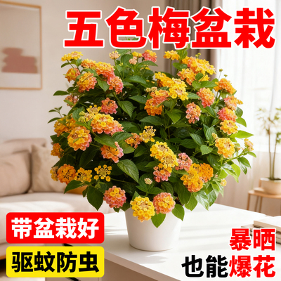五色梅盆栽驱蚊植物花卉马缨丹