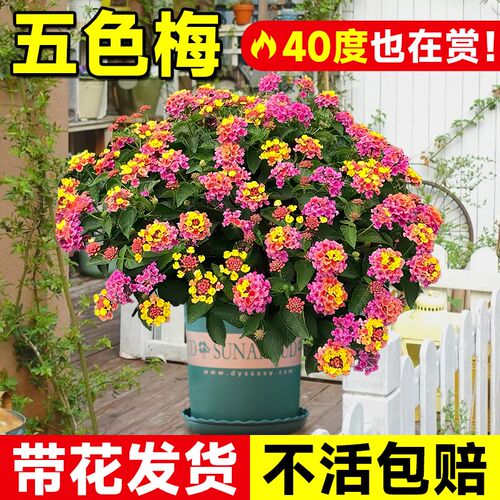 五色梅盆栽大苗五色梅马樱丹带