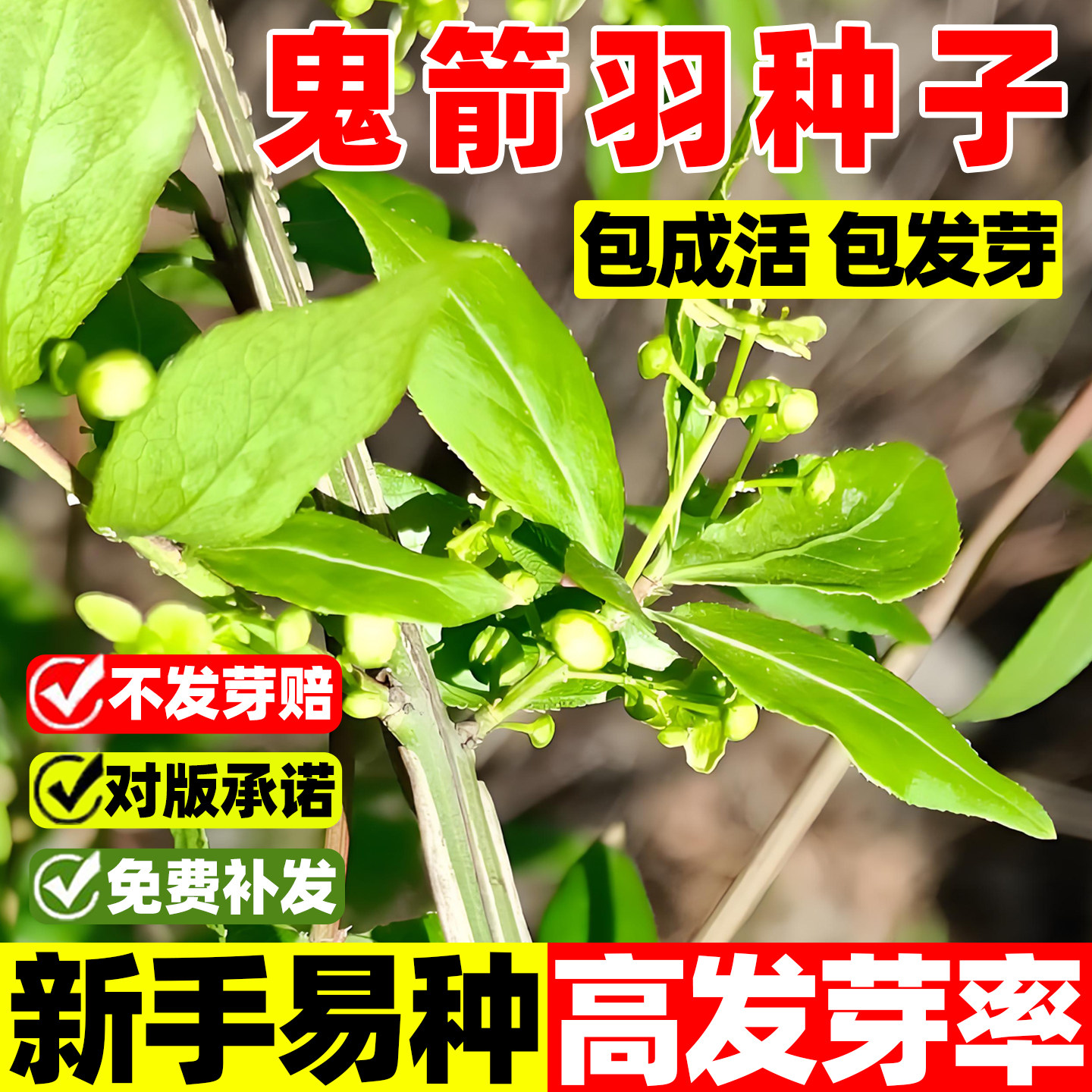 鬼箭羽树种子苗南北方庭院种植中草药植物四棱树山鸡条种子籽孑种