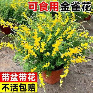 金雀花食用树苗花卉四季室内花盆栽带花苞云南黄金雀盆景植物花苗