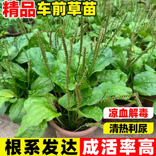车前草苗可食用植物新鲜中草药老