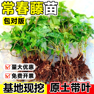常春藤苗园林绿化苗庭院植物四季