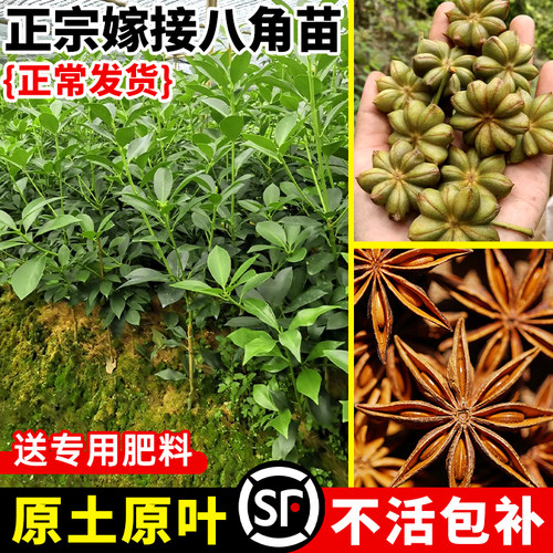 正宗广西嫁接八角树树苗盆栽大红