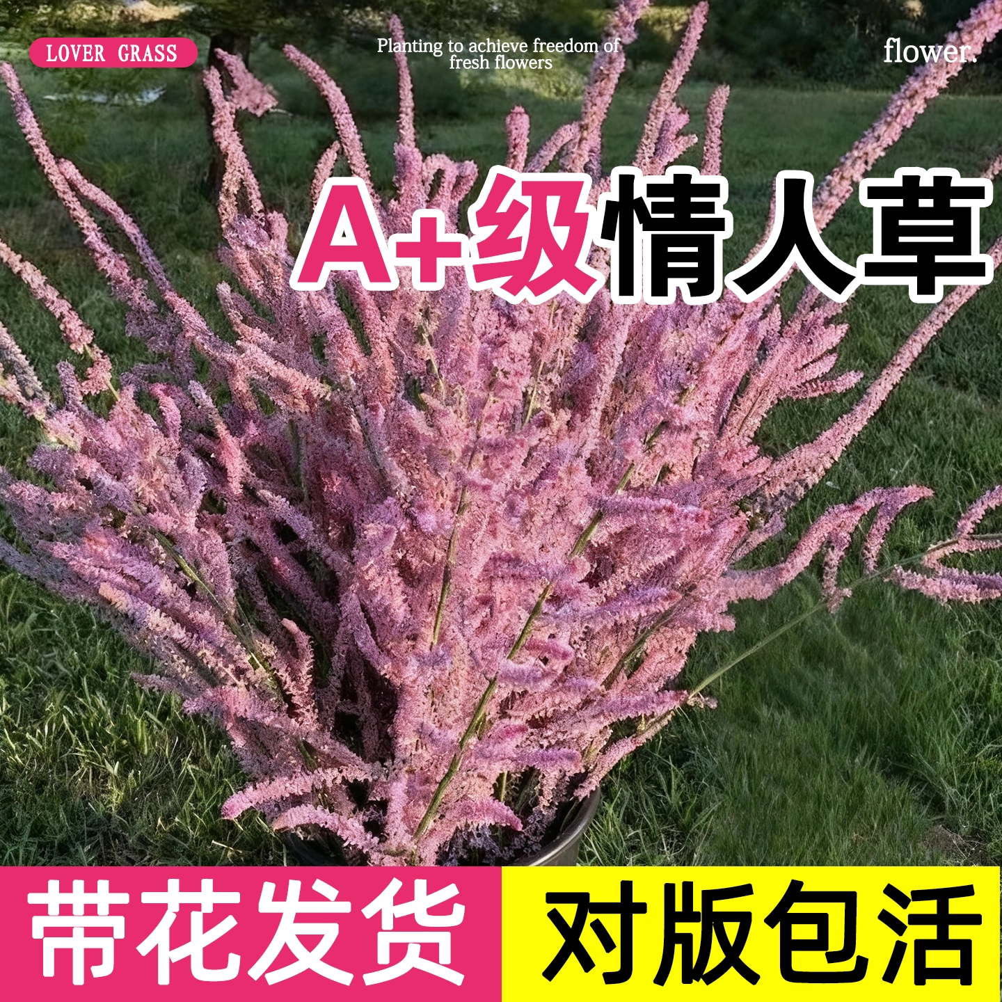 情人草花苗星晨花补血草勿忘我盆