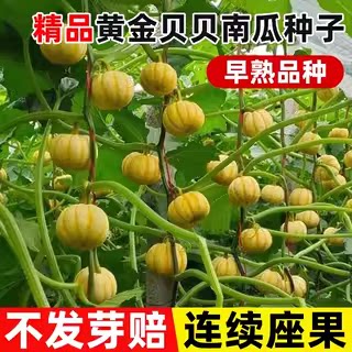 黄金贝贝小南瓜种籽子高产绿贝贝南瓜种子孑四季种籽盆栽蔬菜大全