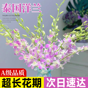 泰国洋兰鲜切花鲜花家用花瓶带花苞发货云南基地直发水培植物插花