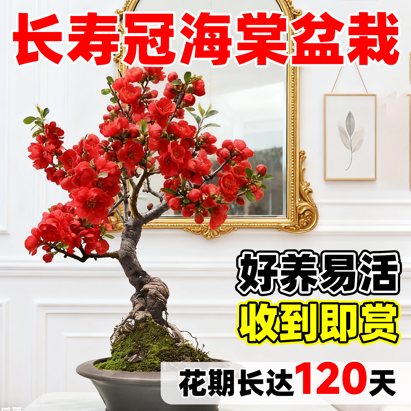 海棠花盆栽树苗室外庭院好养