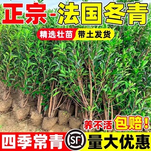 法国冬青树苗绿篱庭院耐寒植物日本珊瑚树围墙篱笆丛生北海道冬青