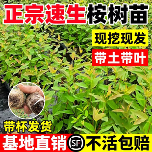 正宗桉树苗耐寒易种盆栽速生桉树树苗快速成林绿化带土球基地直发