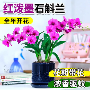 红泼墨石斛兰花盆栽净化空气带花苞四季好养绿植改善睡眠花卉绿植