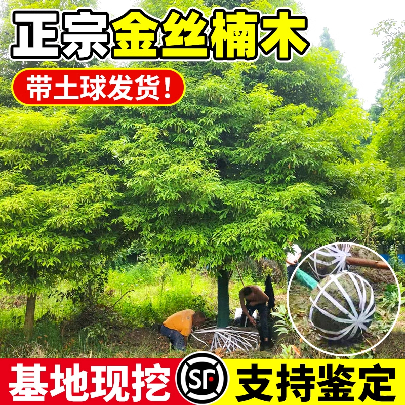 正宗名贵四川金丝楠木树苗庭院盆