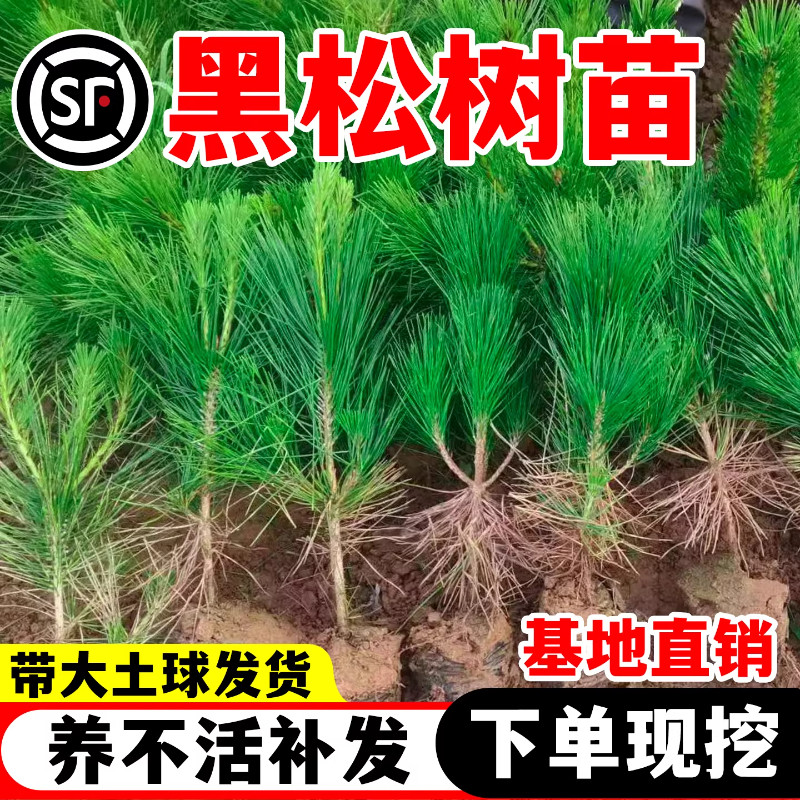 黑松树苗园林绿化工程苗木绿植雪松盆栽松树苗四季常青南北方种植