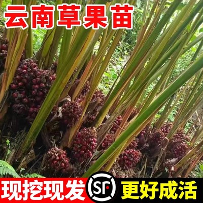 香料草果苗云南草果苗草果叶苗贵