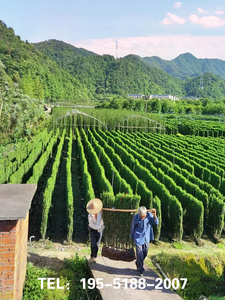 冬青树苗四季常青绿篱笆围墙庭院植物绿化别墅大叶北海道黄杨苗