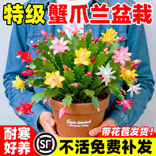 叶仙嫁接蟹爪兰进口黄红白紫橙重瓣复色超多色重瓣进口重瓣组合苗