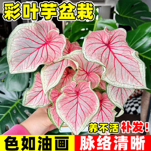 彩叶芋盆栽室内桌面花卉四季好养甜心白色恋人粉色和声芋类绿植物