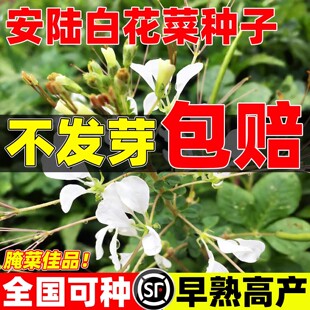 白花菜种子孝感特色蔬菜云梦安陆广水应城白花菜四季播野菜保健菜