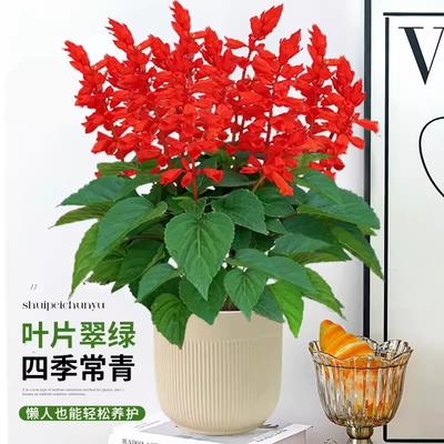 一串红盆栽带花一品红花卉绿植