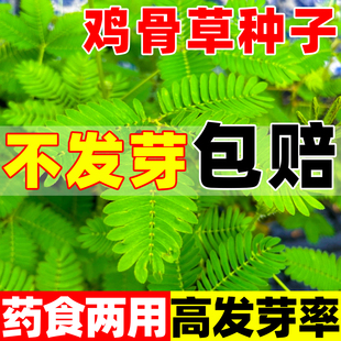鸡骨草种子爬藤绿植耐热野生可食药用夏季地栽植物籽庭院阳台好养