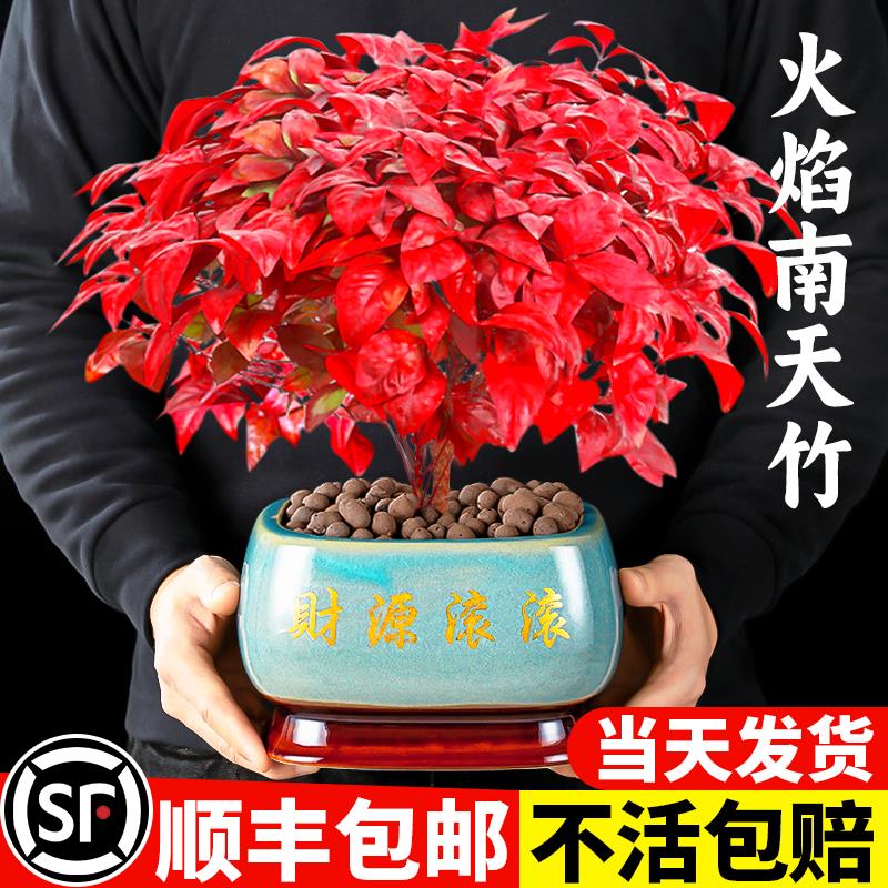 火焰南天竹盆栽客厅室内绿植特级