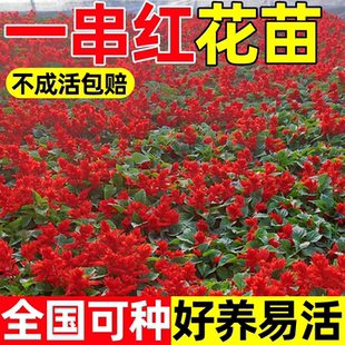盆栽花卉一串红花苗带花发货好养易活室外庭院花卉绿化工程地栽苗
