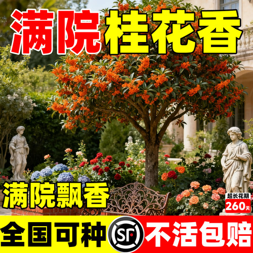 丹桂桂花树苗多季开花状元红金桂